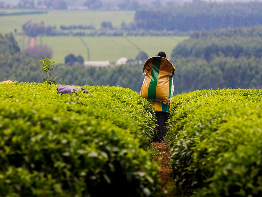 Empowering Women in Kenya's Tea Sector: Adapting, women farm HD wallpaper