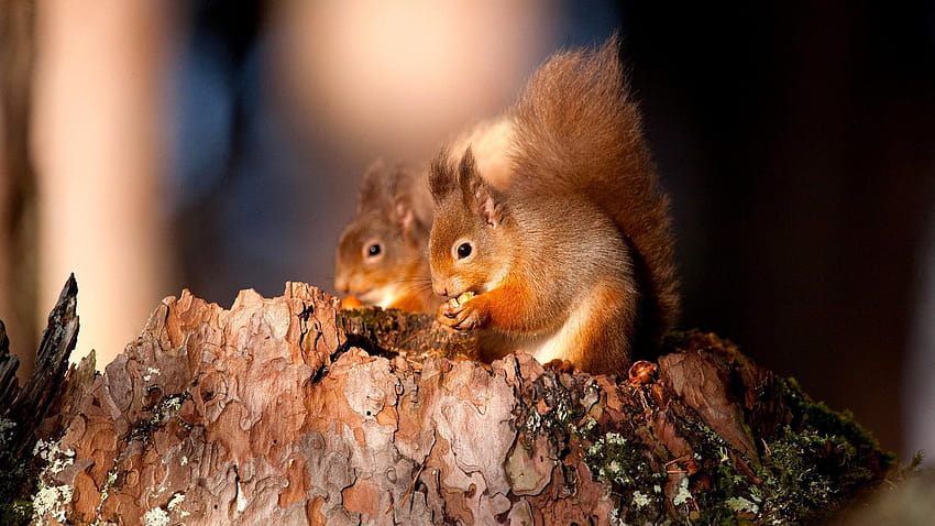 red squirrel HD wallpaper