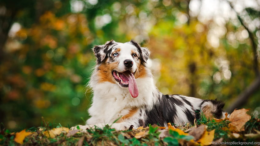 Australian Shepherd . Backgrounds, aussie dog HD wallpaper | Pxfuel