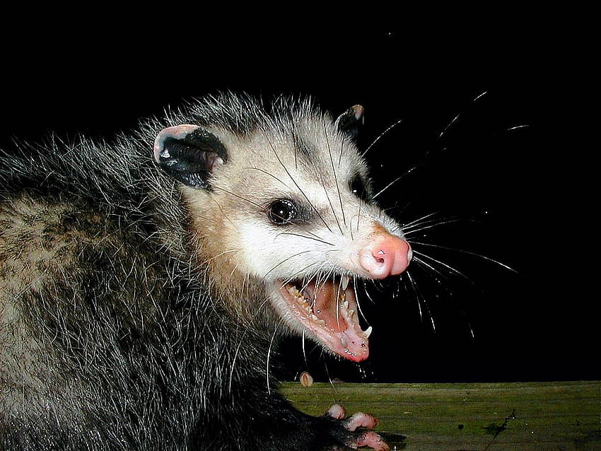 Die besten 5 Opossum an der Hüfte HD-Hintergrundbild