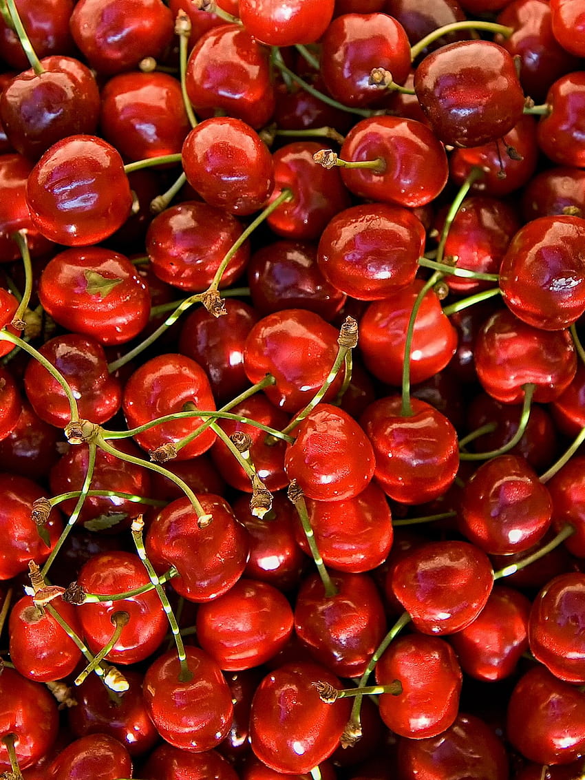Cherries, Cherry fruits, , Lifestyle / Editor's Picks HD phone wallpaper