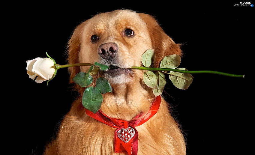 Valentines Day Dog, valentines day cat and dog HD wallpaper | Pxfuel