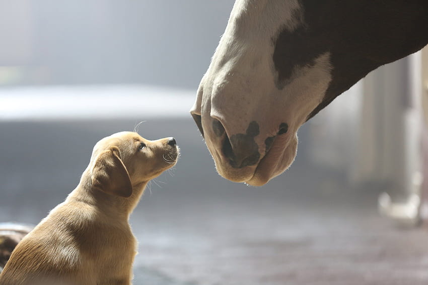 beer, Alcohol, Drink, Puppy, Baby, Horse, Horses, Mood, Cute, horses and dogs HD wallpaper