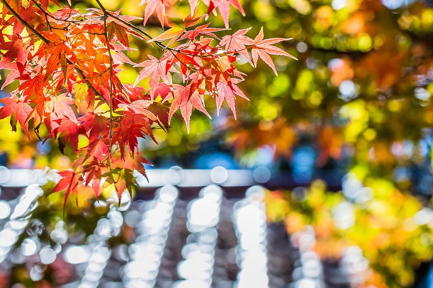 maple, Red, Leaf, Tree, Autumn, Macro, Glare, Focus, Blur / and Mobile Backgrounds, autumn leaves blurry HD wallpaper