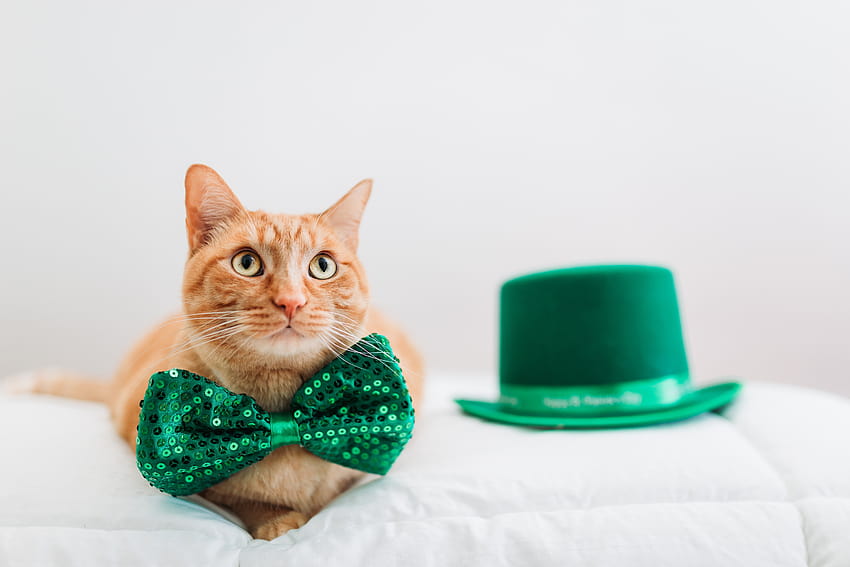 성 패트릭의 날: 녹색으로 가는 10마리의 귀여운 고양이 [ ], 동물 성 패트릭의 날 HD 월페이퍼