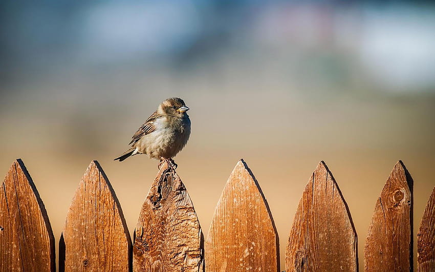 Pardal sentado em uma cerca de madeira, pássaros em uma cerca papel de parede HD