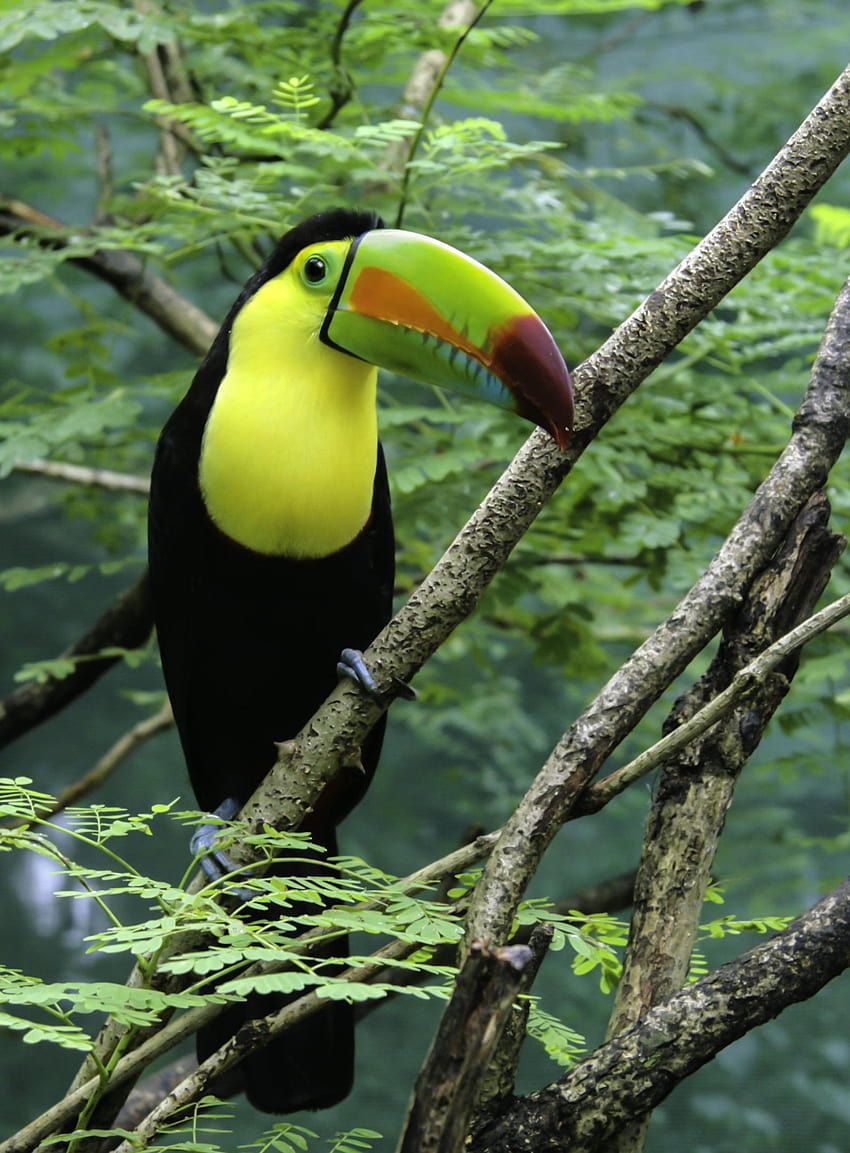 Toucan Bird thront auf dem Baum HD-Handy-Hintergrundbild
