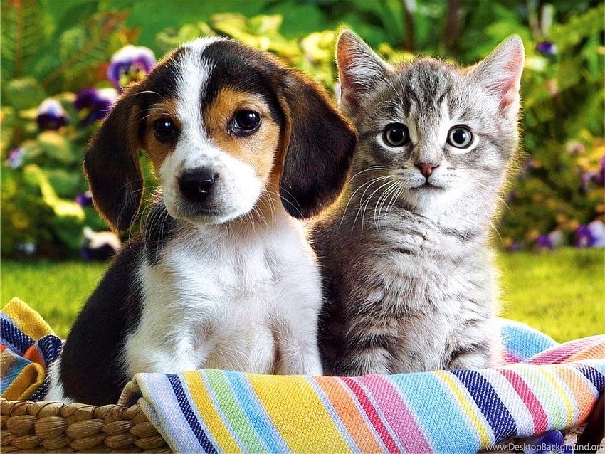 latar belakang anak anjing dan anak kucing yang lucu, anjing natal dan anak kucing Wallpaper HD