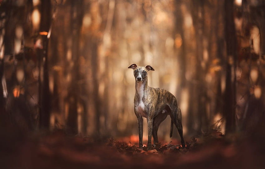 autumn, forest, look, leaves ...goodfon, greyhounds HD wallpaper
