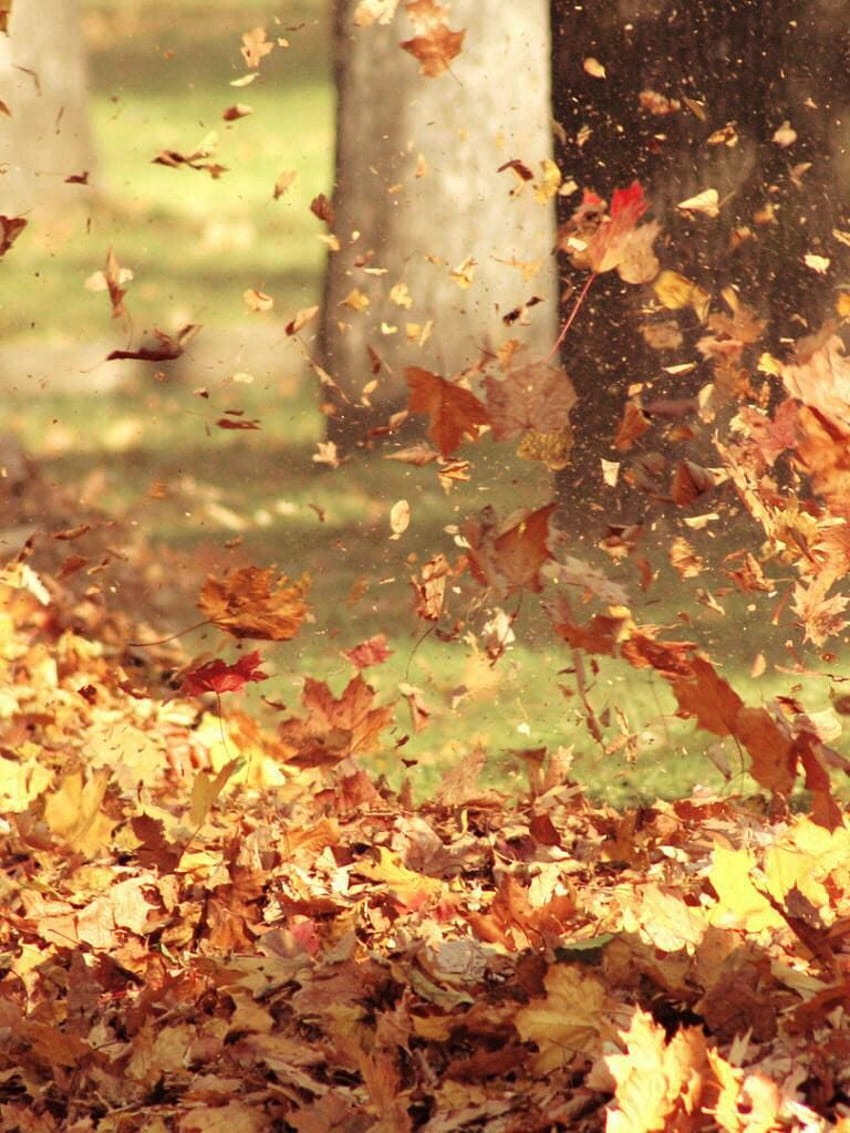 Autumn leaves blowing in the wind... Oh yeah, that fresh and cool breeze comin' over me... Ahhhh.... HD phone wallpaper