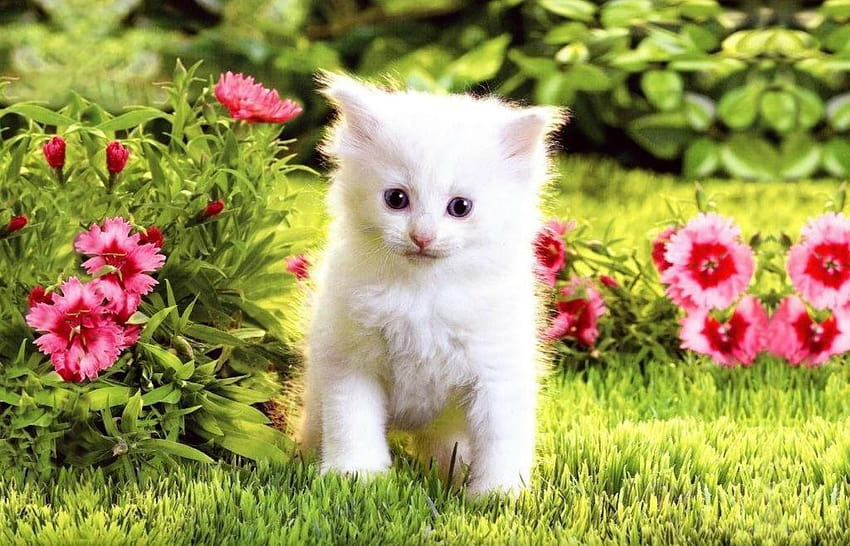 White Kitten on Dog, small summer cats HD wallpaper