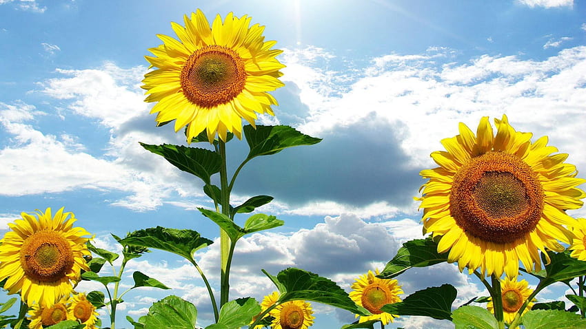 Happy sunflowers HD wallpaper | Pxfuel