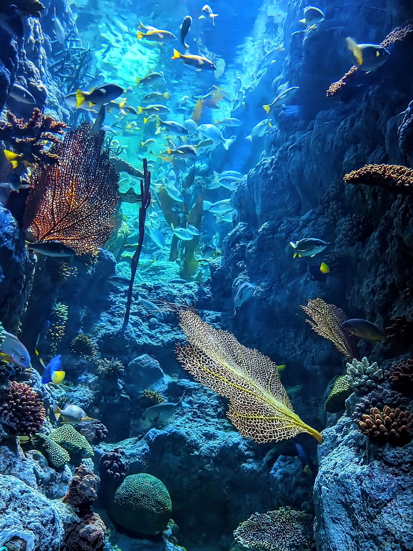▷ Sous la mer, sous l'océan Fond d'écran de téléphone HD