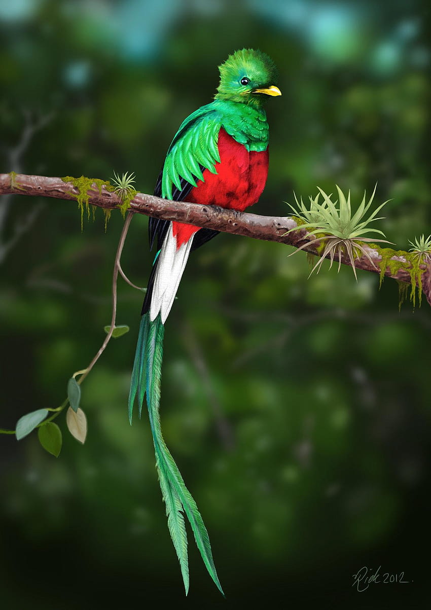 Quetzal, bellissimo quetzal Sfondo del telefono HD