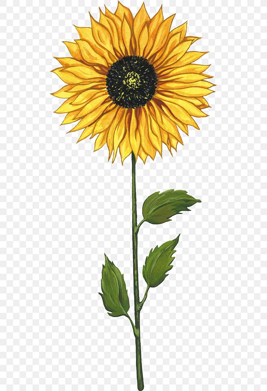 sunflower seed clip art