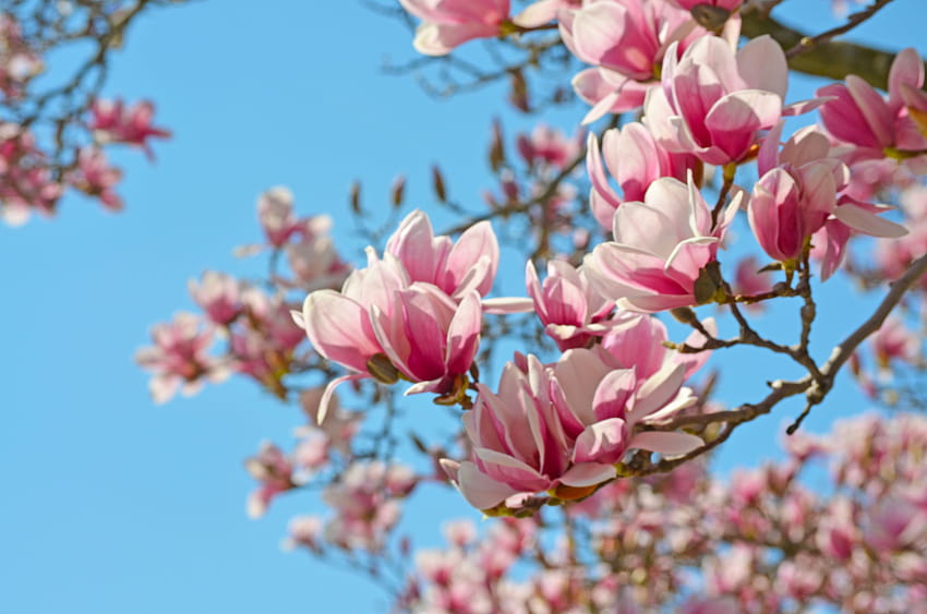 Árbol de magnolia rosa 4928x3264 fondo de pantalla