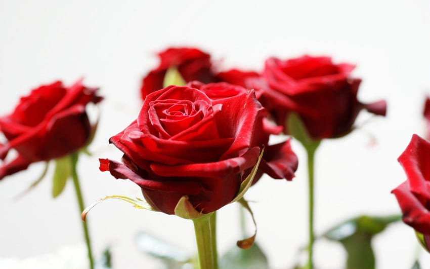 Czerwone róże o długich łodygach Tapeta HD