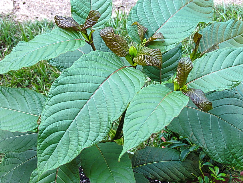 The DEA Just Labeled Yet Another Powerful Healing Plant As A, kratom HD wallpaper