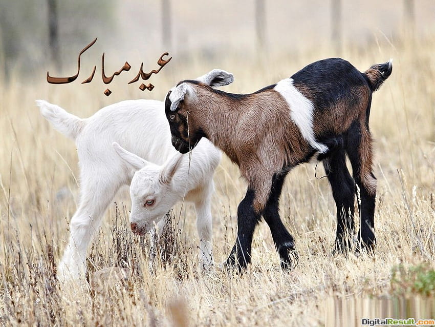 37 White Goat :: Goats, the goat HD wallpaper