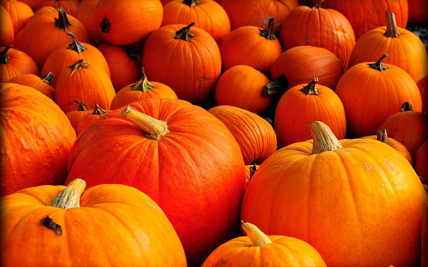 Pumpkins for, pumpkin festival HD wallpaper