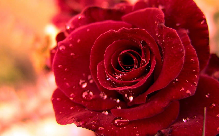 red roses, most popular rose, rose , beautiful rose, red, most beautiful HD wallpaper