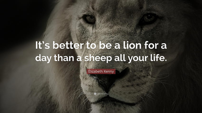 Lion Quotes, lion attitude HD wallpaper