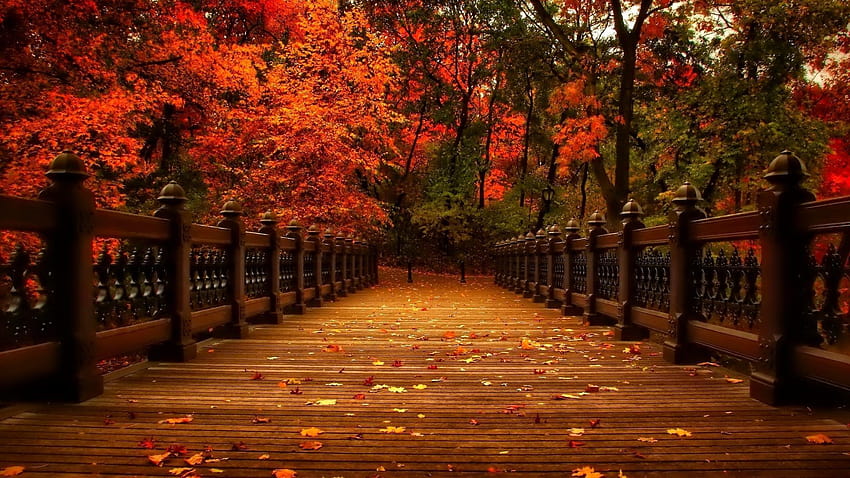 한국 가을, 가을 남이섬 HD 월페이퍼