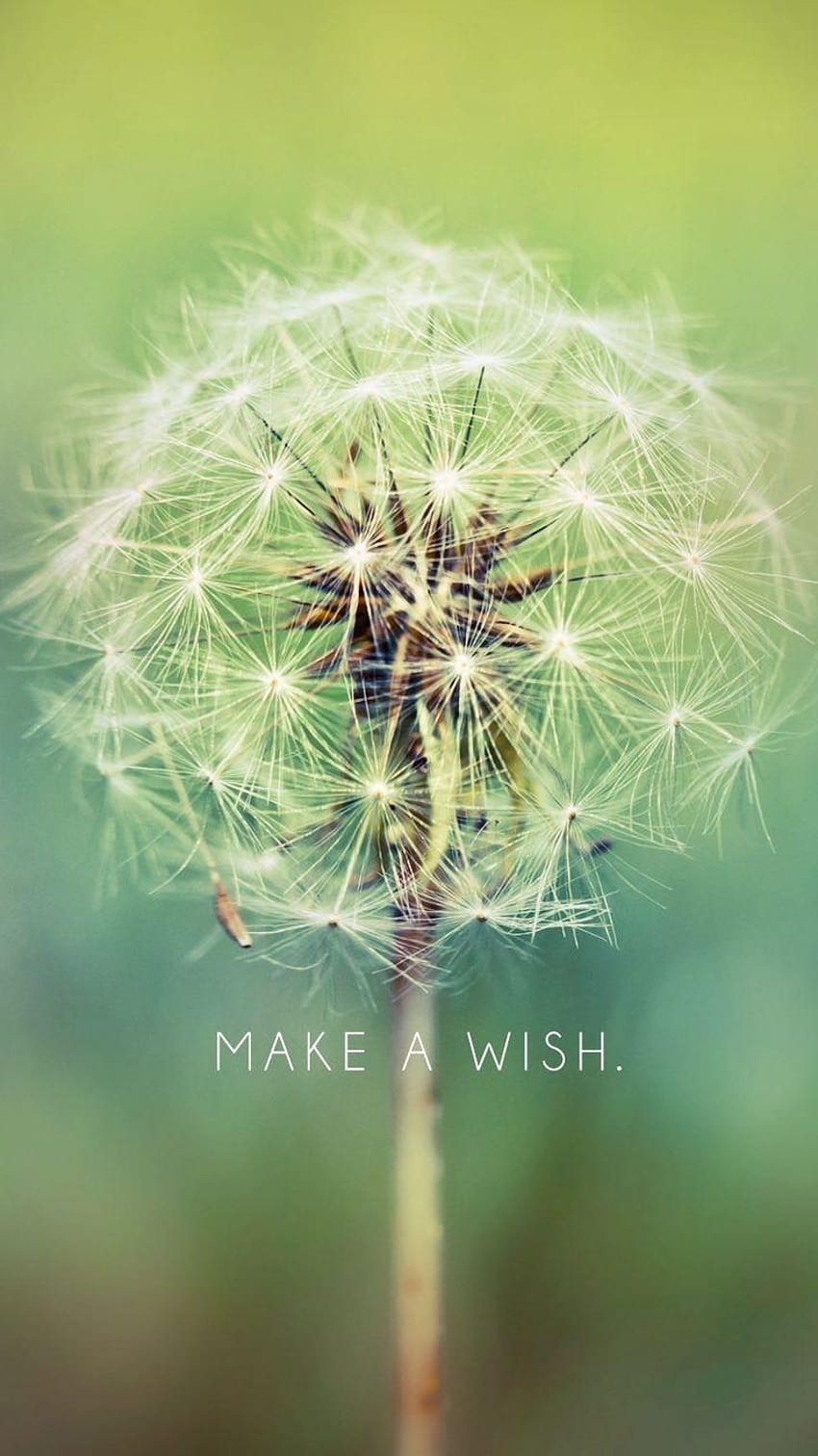 Make A Wish, Dandelion HD phone wallpaper