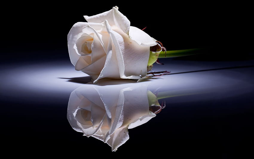 Best 2 White Rose Backgrounds on Hip, rose pc HD wallpaper