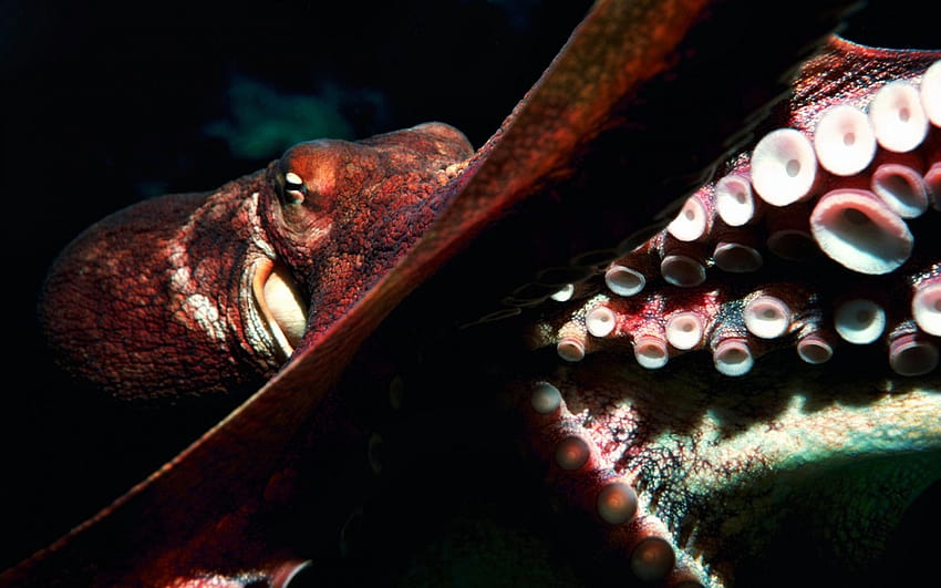 Octopus, cephalopod HD wallpaper