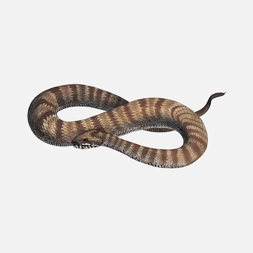 able: Common Death Adder HD phone wallpaper