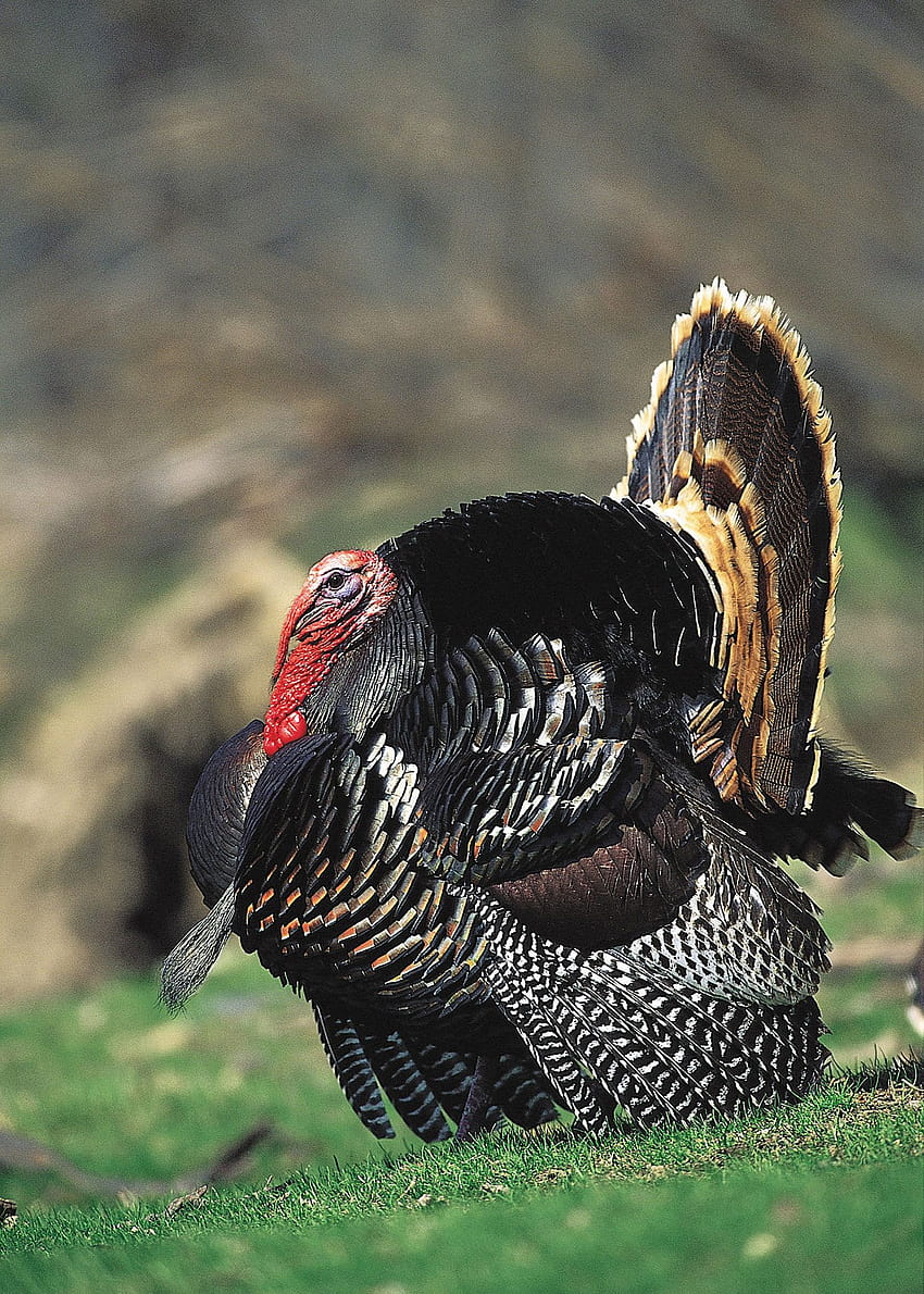 Wild Turkey Backgrounds Spring HD phone wallpaper