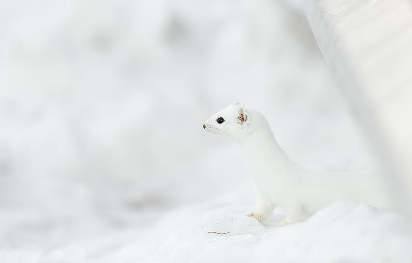 nature, background, Snowy Ermine , section животные HD wallpaper