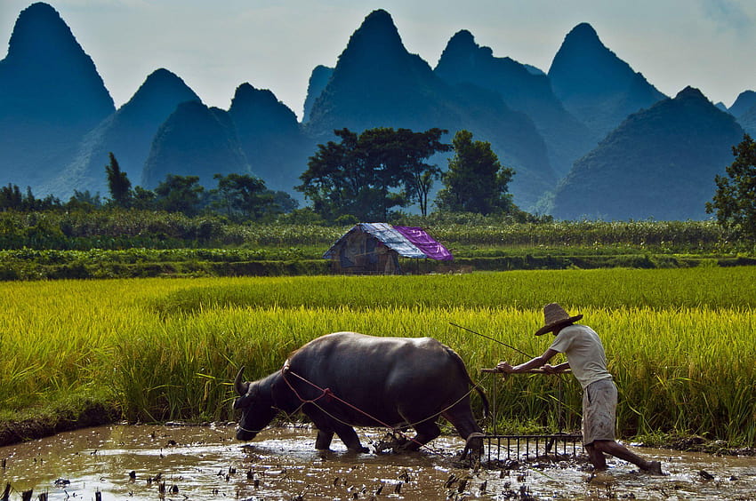 Beautiful Vietnam, water buffalo HD wallpaper