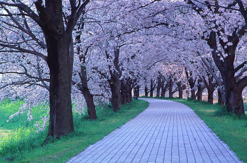 Друго Красиво зелено Прекрасна красота Странни дървета Розова природна пътека, цял екран HD тапет
