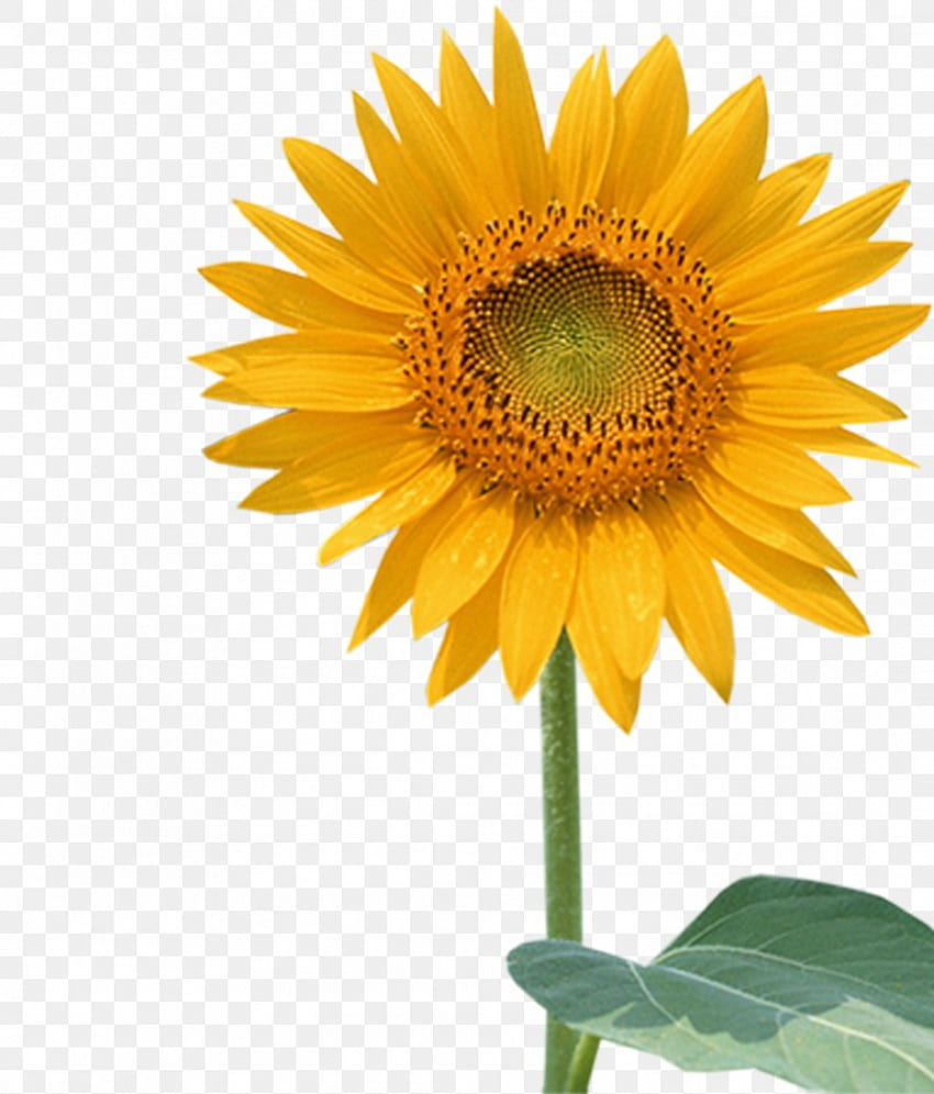 Обикновен слънчоглед Слънчогледово семе , PNG, 2175x2549 пиксела, цвете, едногодишно растение, Asterales, обикновен слънчоглед, семейство Маргаритки HD тапет за телефон
