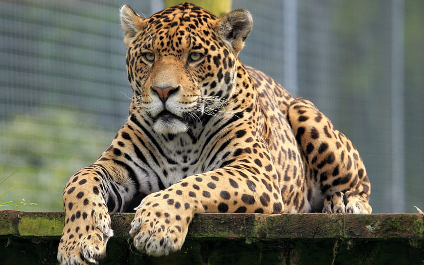 красиво леопардово животно HD тапет