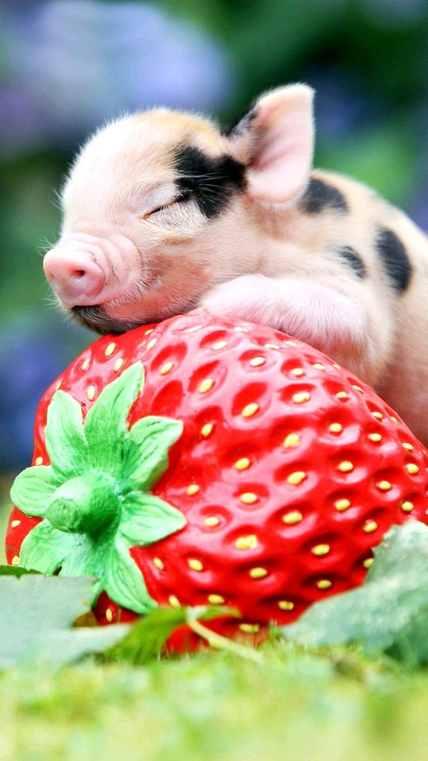 Babyschweinchen auf einer Erdbeere, kleine Schweinchen HD-Handy-Hintergrundbild