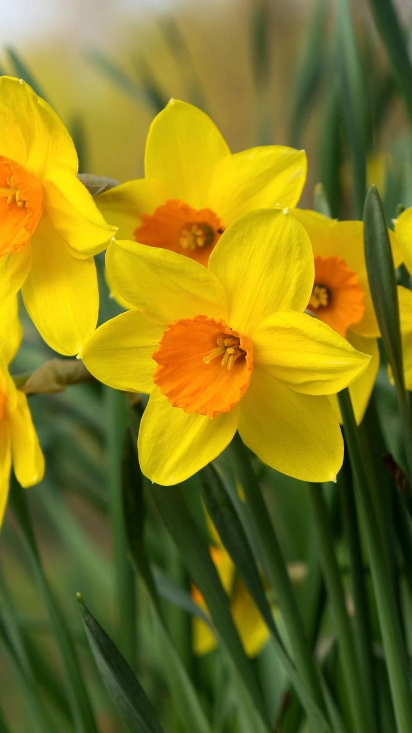 938x1668 daffodils, flowers, bright, flowerbed, iphone daffodils HD phone wallpaper