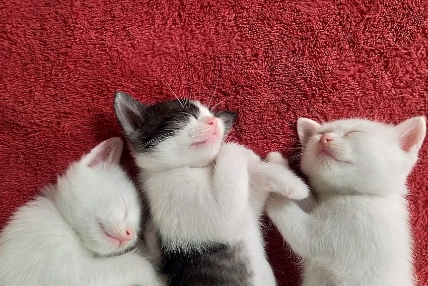 50 of the Cutest of Kittens Sleeping, small summer cats HD wallpaper