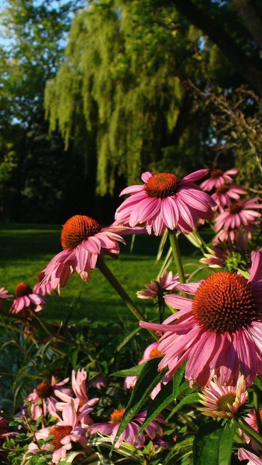 Echinacea-Blumen, Garten 1080x1920 iPhone 8/7/6/6S Plus HD-Handy-Hintergrundbild