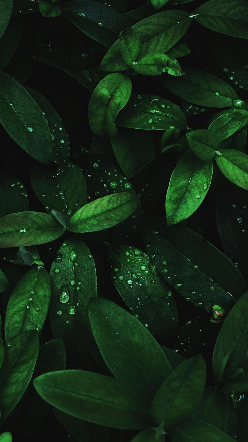 Flora, drops, green leaves, 1080x1920, nature plant HD phone wallpaper