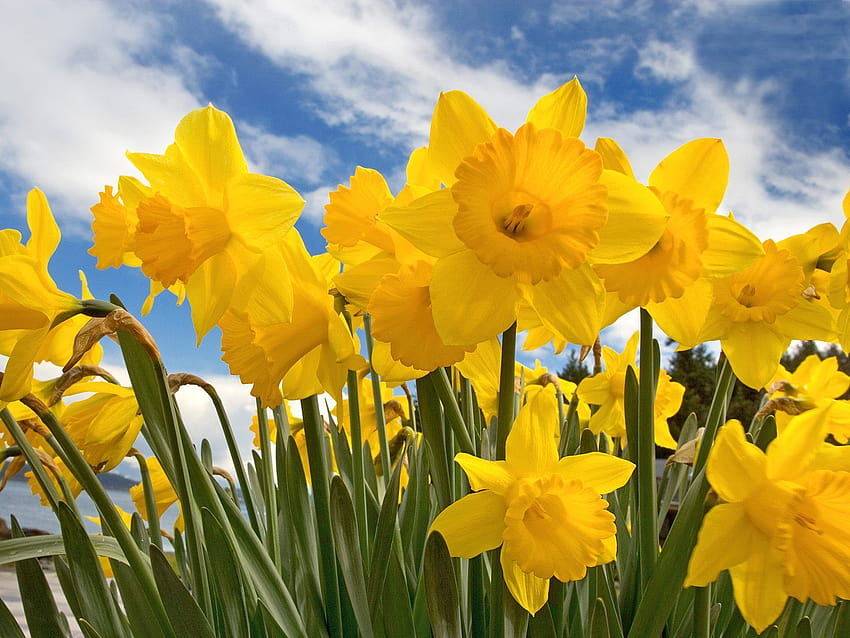 Sunny Daffodils Flowers, yellow daffodils flowers spring HD wallpaper