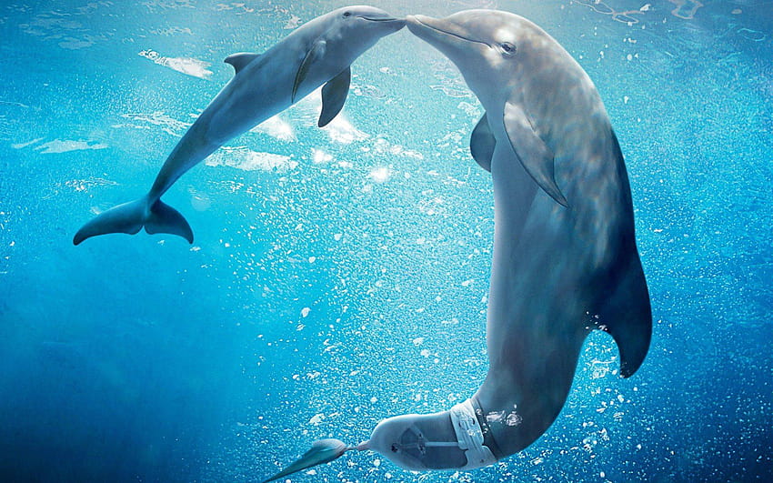 Delfín – Uno, delfines bajo el agua fondo de pantalla