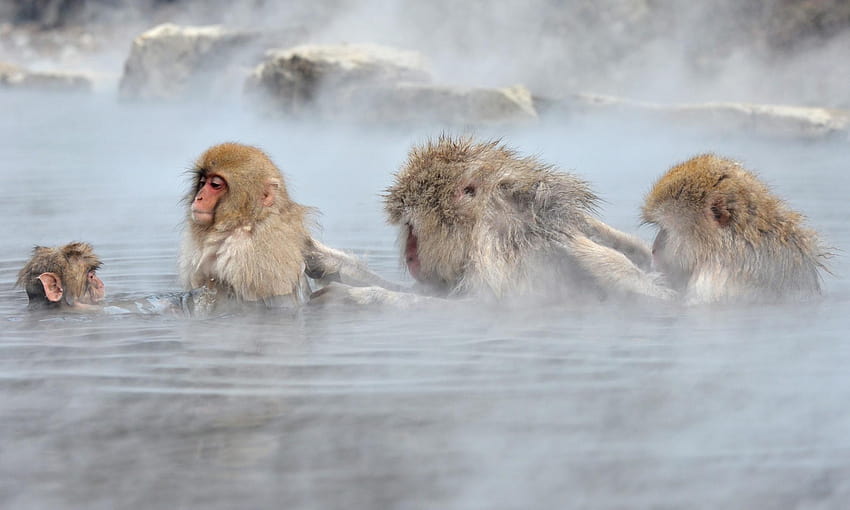 Macacos monos de nieve japoneses, macaco japonés fondo de pantalla