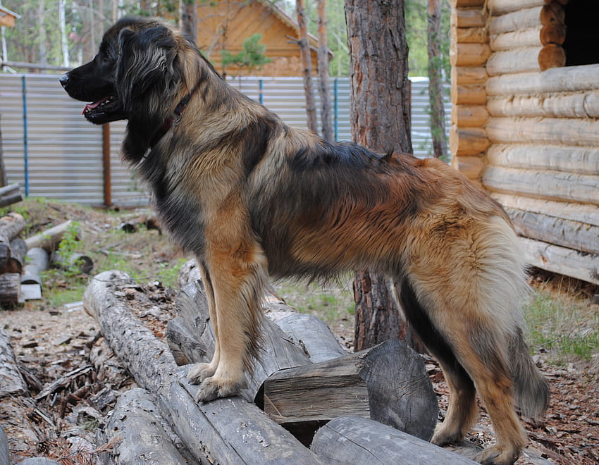 Leonberger dog near the house and . Beautiful Leonberger dog near the house HD wallpaper