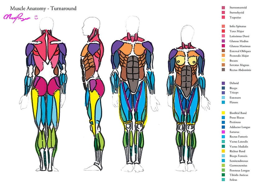 Muscle Anatomy Turnaround by HeartGear [1070x747] for your , Mobile & Tablet HD wallpaper