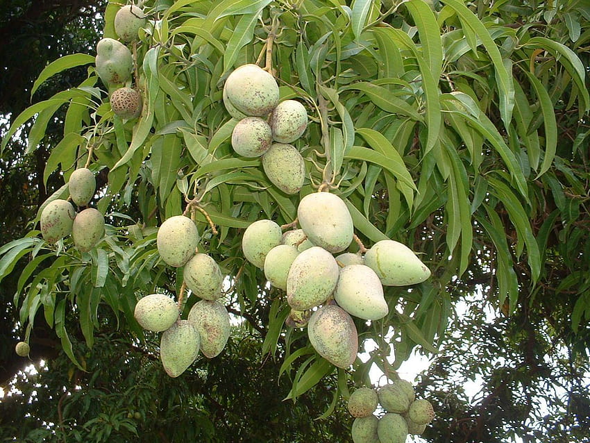 Naturalne metody kontrolowania poziomu cukru w ​​​​cukrzycy, pełne drzewo mango alfanso Tapeta HD
