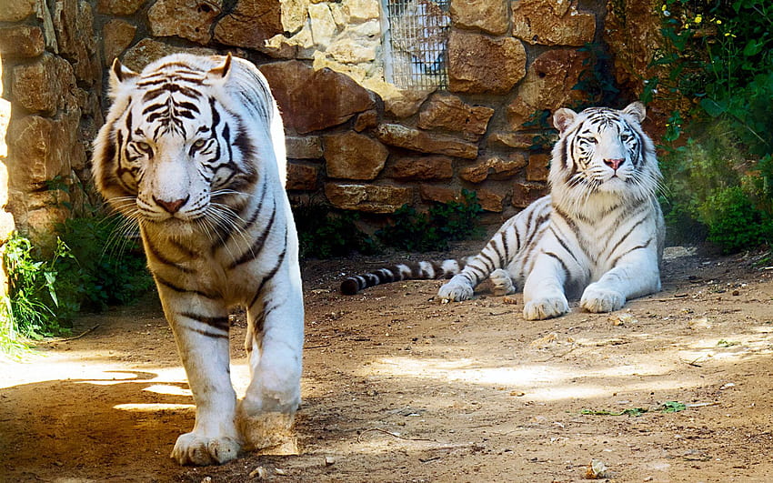 Harimau Putih Sfondo HD