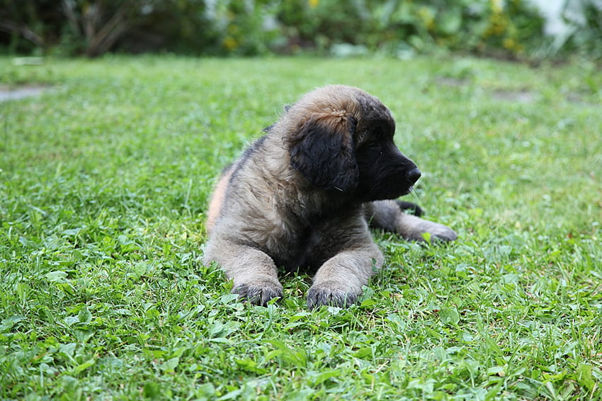 puppies Dogs Leonberger Paws Grass animal HD wallpaper